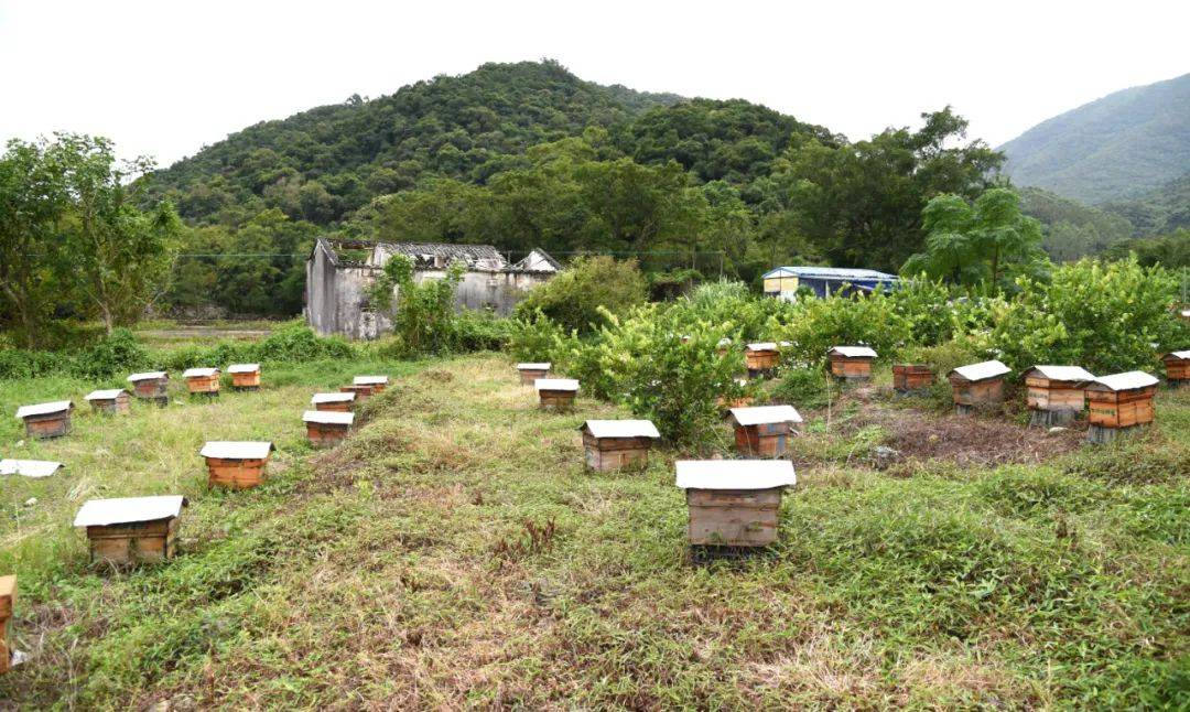 養(yǎng)蜜蜂投資大嗎(養(yǎng)蜂賺錢(qián)不) 養(yǎng)蜜蜂投資大嗎(養(yǎng)蜂賺錢(qián)不)