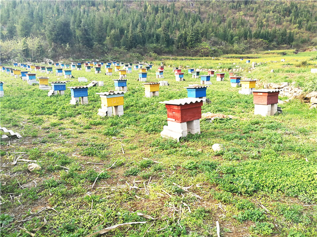 養(yǎng)蜜蜂投資大嗎(養(yǎng)蜂賺錢(qián)不) 養(yǎng)蜜蜂投資大嗎(養(yǎng)蜂賺錢(qián)不)