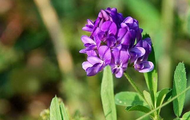蜜源植物的種類及花期大全（十九種主要蜜源植物分布及花期）