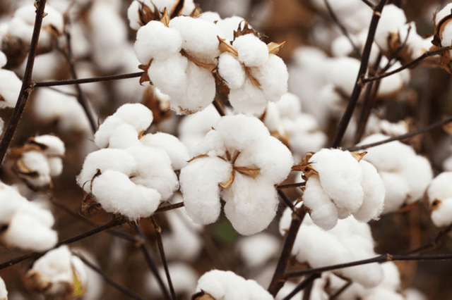蜜源植物的種類及花期大全（十九種主要蜜源植物分布及花期）
