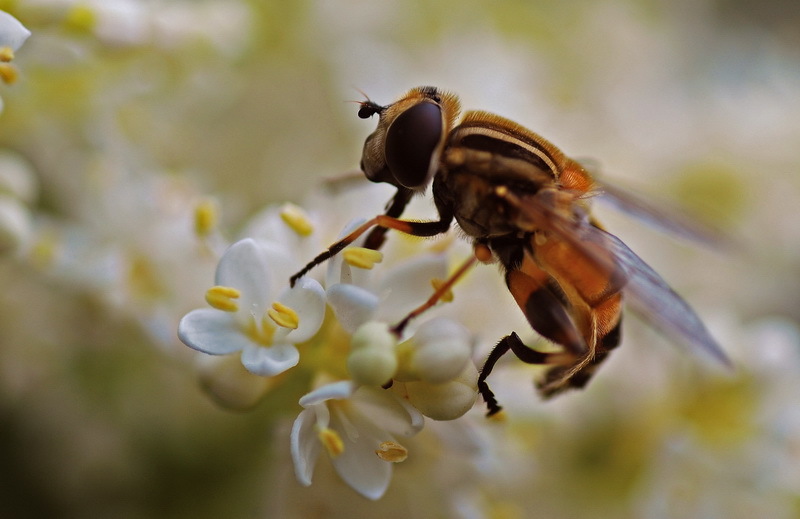 阿壩中蜂性情溫順嗎(阿壩中蜂群體規模與變化情況) 阿壩中蜂性情溫順嗎(阿壩中蜂群體規模與變化情況)