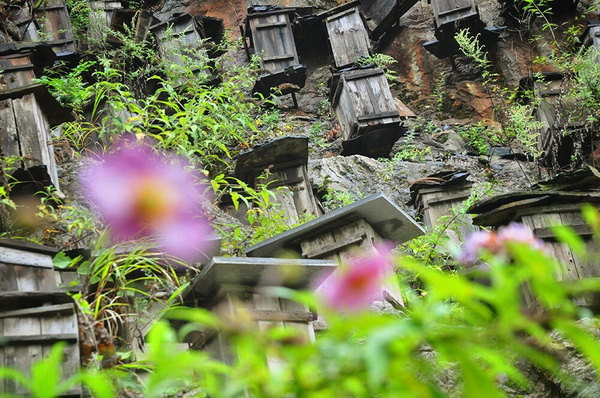 中華蜜蜂(中蜂、土蜂) 中華蜜蜂