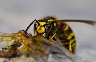 采集蜂和偵查蜂的區別(怎么區分偵查蜂) 采集蜂和偵查蜂的區別(怎么區分偵查蜂)