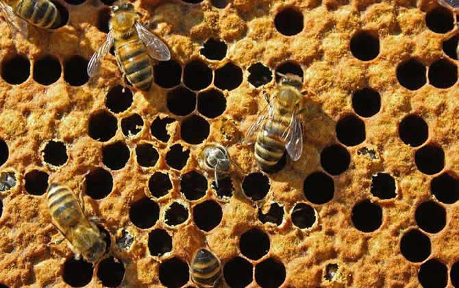 買蜂注意事項(xiàng) 買蜂注意事項(xiàng)