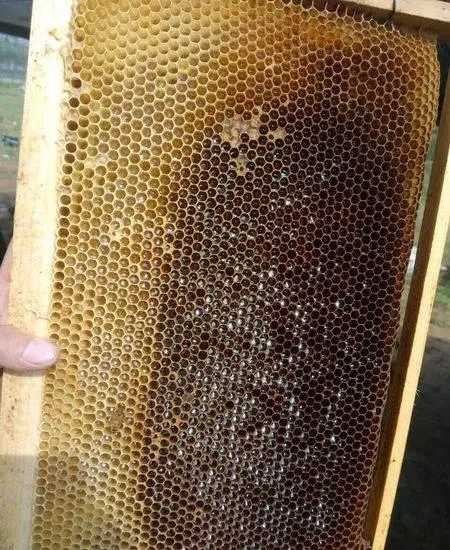 新手養(yǎng)蜂蜜蜂在箱上結(jié)脾怎樣辦(蜜蜂亂遭蜂脾怎么處理) 新手養(yǎng)蜂蜜蜂在箱上結(jié)脾怎樣辦(蜜蜂亂遭蜂脾怎么處理)