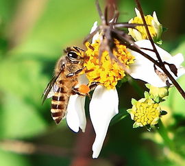 松丹一號是黑蜂雜交的嗎(西方蜜蜂有哪些類型和品種) 松丹一號是黑蜂雜交的嗎(西方蜜蜂有哪些類型和品種)
