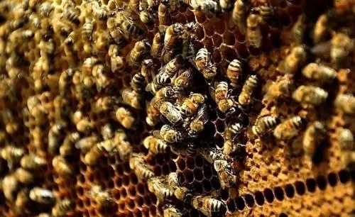 偵查蜂從來都不采蜜嗎(蜜蜂偵查蜂每天都有嗎) 偵查蜂從來都不采蜜嗎(蜜蜂偵查蜂每天都有嗎)