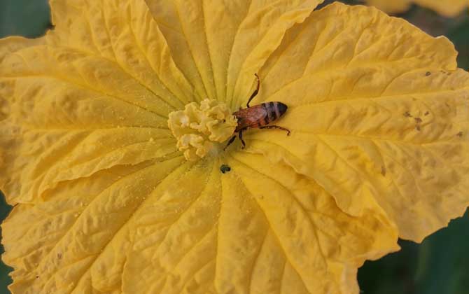 被大蜜蜂蟄了有毒嗎(被大蜂蜜蟄了怎么辦) 被大蜜蜂蟄了有毒嗎(被大蜂蜜蟄了怎么辦)