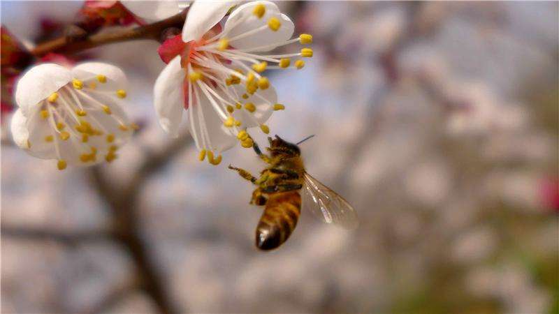蜜蜂會不會叫(蜜蜂蜂王發出來嗡嗡的聲音) 蜜蜂會不會叫(蜜蜂蜂王發出來嗡嗡的聲音)