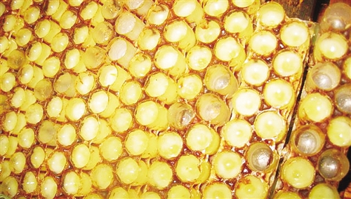 蜂王漿怎么產生出來的？（細數蜂王漿的來源）