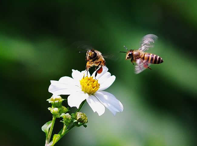 為什么有的蜂群有蜂蜜有的卻沒有？