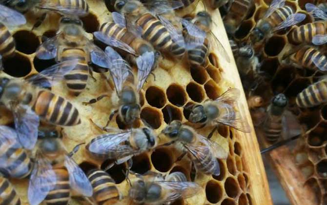 工蜂產(chǎn)卵喂蜂王漿能培育出蜂王嗎(工蜂產(chǎn)卵可以育王嗎) 工蜂產(chǎn)卵喂蜂王漿能培育出蜂王嗎(工蜂產(chǎn)卵可以育王嗎)