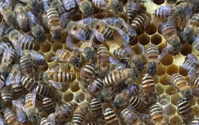 工蜂產(chǎn)卵喂蜂王漿能培育出蜂王嗎(工蜂產(chǎn)卵可以育王嗎) 工蜂產(chǎn)卵喂蜂王漿能培育出蜂王嗎(工蜂產(chǎn)卵可以育王嗎)