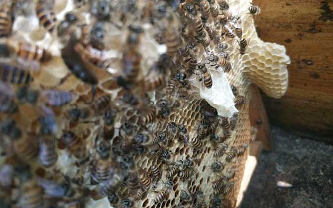 工蜂產(chǎn)卵喂蜂王漿能培育出蜂王嗎(工蜂產(chǎn)卵可以育王嗎) 工蜂產(chǎn)卵喂蜂王漿能培育出蜂王嗎(工蜂產(chǎn)卵可以育王嗎)