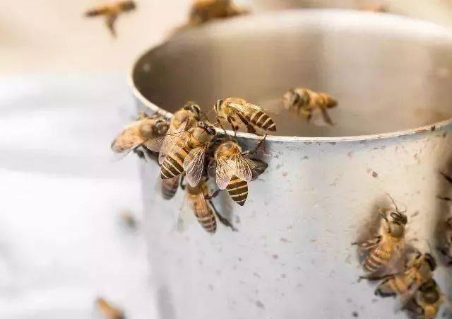 冬天蜜蜂怎么喂糖(冬天怎么用白糖來喂蜜蜂) 冬天蜜蜂怎么喂糖(冬天怎么用白糖來喂蜜蜂)