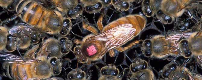 沒蜜蜂直接買個蜂王可以喂養嗎 沒蜜蜂直接買個蜂王可以喂養嗎