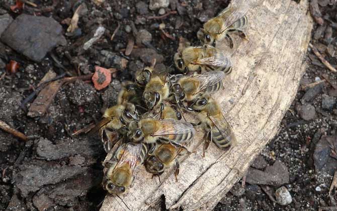 病毒靈能治中華蜜蜂什么病（病毒靈治中蜂的劑量是多少？）