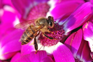早晨巢門有好多工蜂是什么原因(蜜蜂早上巢門口聚集原因) 早晨巢門有好多工蜂是什么原因(蜜蜂早上巢門口聚集原因)