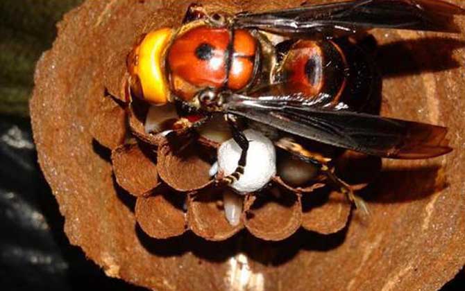 發現馬蜂窩怎么處理最安全(怎么處理馬蜂窩最徹底) 發現馬蜂窩怎么處理最安全(怎么處理馬蜂窩最徹底)