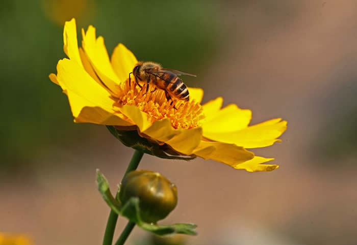 無王簡單分蜂法 無王簡單分蜂法