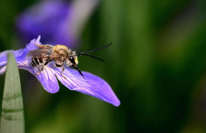 無王簡單分蜂法 無王簡單分蜂法