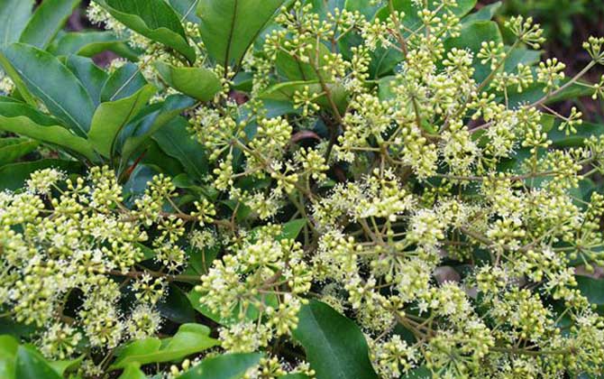 廣東鴨腳木蜜什么時候開花(鴨腳木什么時候開花) 廣東鴨腳木蜜什么時候開花(鴨腳木什么時候開花)