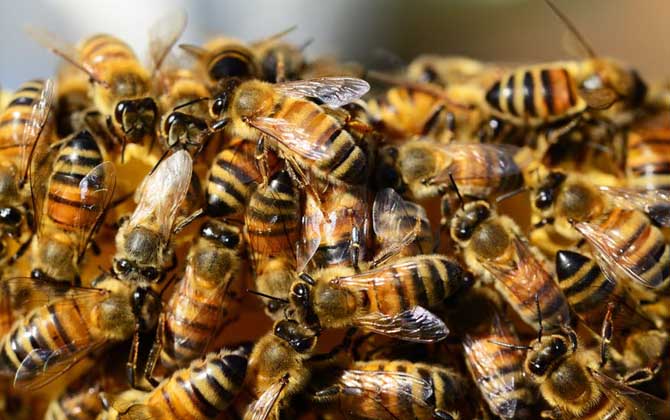 蜜蜂養(yǎng)殖有發(fā)展前景嗎(養(yǎng)蜂能賺到錢么) 蜜蜂養(yǎng)殖有發(fā)展前景嗎(養(yǎng)蜂能賺到錢么)