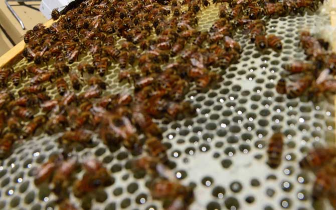 蜜蜂養(yǎng)殖有發(fā)展前景嗎(養(yǎng)蜂能賺到錢么) 蜜蜂養(yǎng)殖有發(fā)展前景嗎(養(yǎng)蜂能賺到錢么)