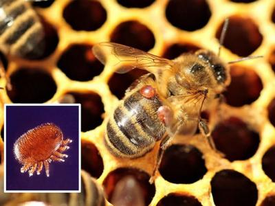 冬天會(huì)有螨蟲嗎(冬天螨蟲多還是夏天螨蟲多) 冬天會(huì)有螨蟲嗎(冬天螨蟲多還是夏天螨蟲多)