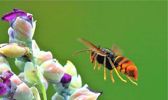 家里有牛角蜂怎么辦(家里來(lái)牛角蜂什么預(yù)兆) 家里有牛角蜂怎么辦(家里來(lái)牛角蜂什么預(yù)兆)