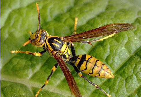 家里有牛角蜂怎么辦(家里來(lái)牛角蜂什么預(yù)兆) 家里有牛角蜂怎么辦(家里來(lái)牛角蜂什么預(yù)兆)