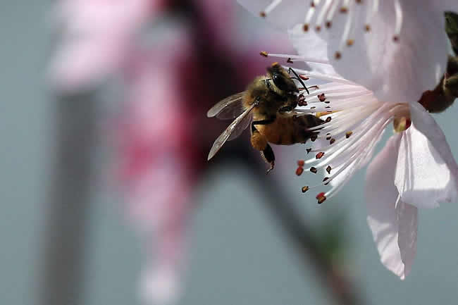 【蜜蜂知識】蜜蜂采蜜對花有什么好處? 【蜜蜂知識】蜜蜂采蜜對花有什么好處?