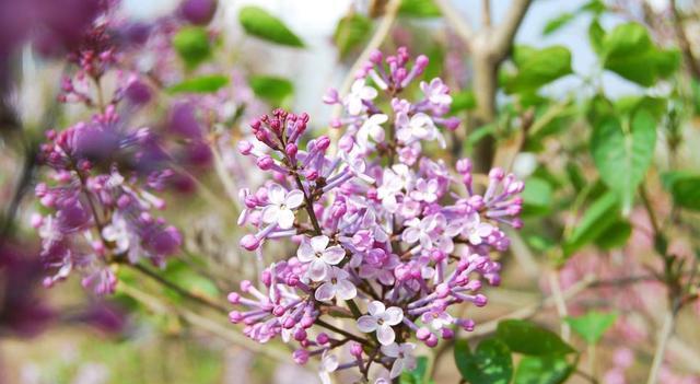 蜜源和花卉的區(qū)別(蜜源和花卉的定義) 蜜源和花卉的區(qū)別(蜜源和花卉的定義)