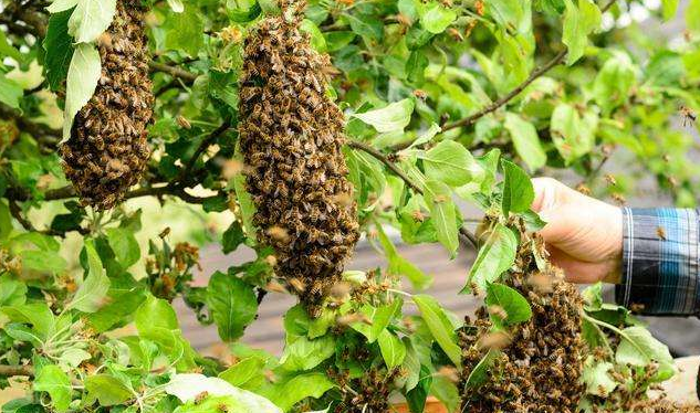 中蜂自然分蜂是什么時候(中蜂幾月份自然分蜂) 中蜂自然分蜂是什么時候(中蜂幾月份自然分蜂)