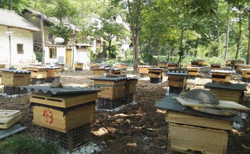 【蜜蜂養(yǎng)殖】2018蜜蜂養(yǎng)殖有前景嗎? 2018蜜蜂養(yǎng)殖有前景嗎?