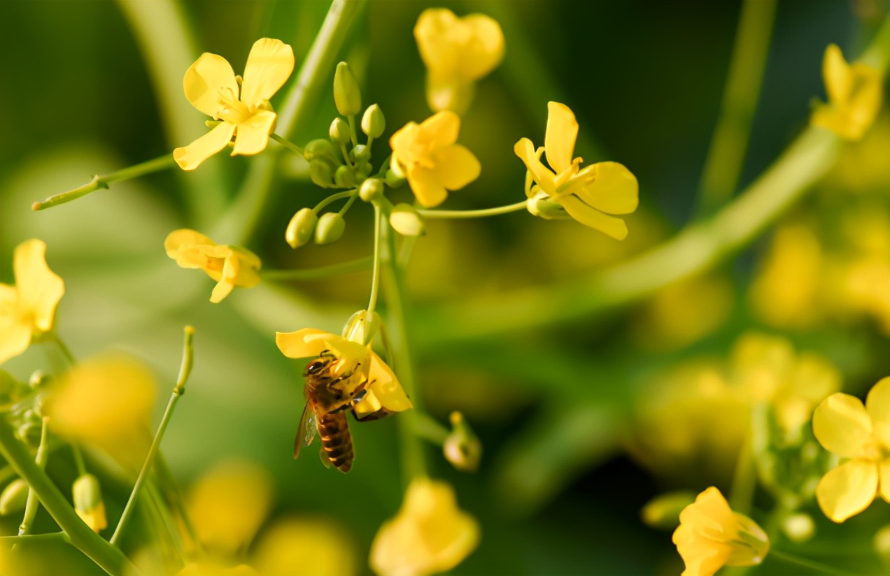 如何尋找野生蜜蜂(野外尋找蜜蜂的方法和技巧) 如何尋找野生蜜蜂(野外尋找蜜蜂的方法和技巧)