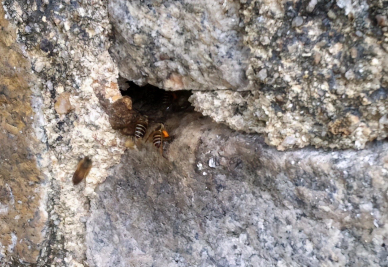 如何尋找野生蜜蜂(野外尋找蜜蜂的方法和技巧) 如何尋找野生蜜蜂(野外尋找蜜蜂的方法和技巧)