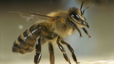 蜜蜂采蜜對花有壞處嗎(蜜蜂采蜜對花朵有什么影響和好處) 蜜蜂采蜜對花有壞處嗎(蜜蜂采蜜對花朵有什么影響和好處)