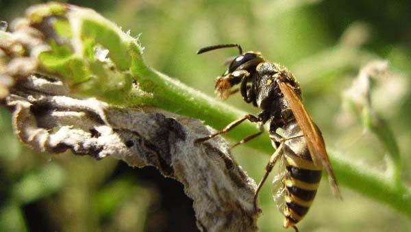 【蜜蜂知識】野生蜜蜂的養(yǎng)殖方法 野生蜜蜂的養(yǎng)殖方法