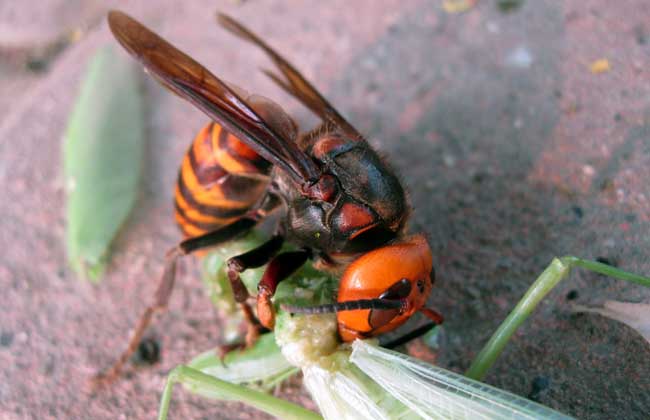 松丹二號與松丹一號哪個好(松丹一號蜂王與松丹二號蜂王區別) 松丹二號與松丹一號哪個好(松丹一號蜂王與松丹二號蜂王區別)