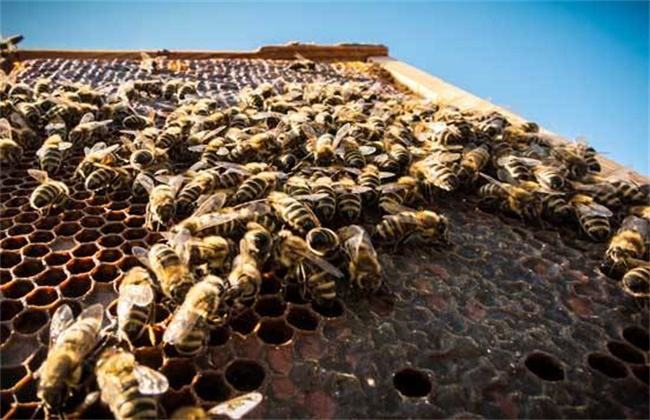 【蜜蜂養(yǎng)殖】如何有效防止和處理蜂群盜蜂現(xiàn)象 如何有效防止和處理蜂群盜蜂現(xiàn)象