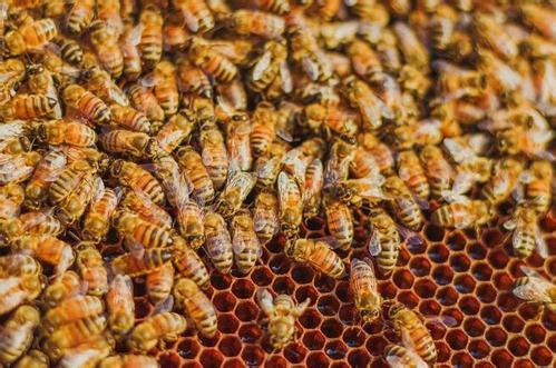 蜜蜂分家蜂王帶走的是老蜂還是新蜂(蜜蜂分蜂帶走的蜜蜂規(guī)模) 蜜蜂分家蜂王帶走的是老蜂還是新蜂(蜜蜂分蜂帶走的蜜蜂規(guī)模)