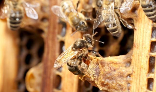 蜜蜂分家蜂王帶走的是老蜂還是新蜂(蜜蜂分蜂帶走的蜜蜂規(guī)模) 蜜蜂分家蜂王帶走的是老蜂還是新蜂(蜜蜂分蜂帶走的蜜蜂規(guī)模)