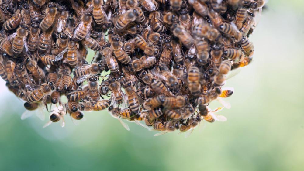 自然分蜂是工蜂先出巢門還是蜂王先出(蜂王先出后出的3種情況) 自然分蜂是工蜂先出巢門還是蜂王先出(蜂王先出后出的3種情況)