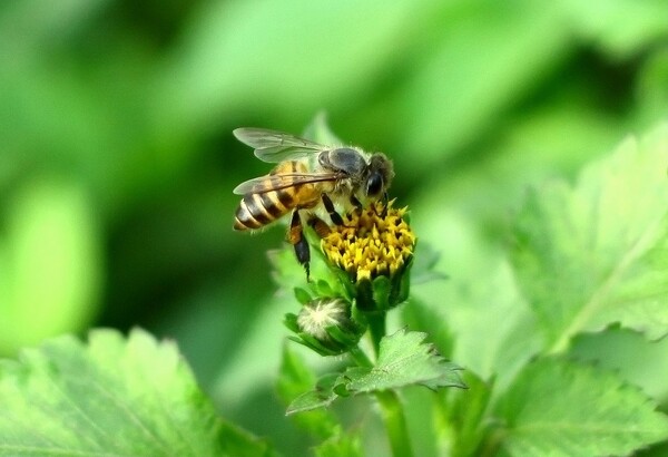 中蜂養殖實用技術大全（養中蜂的詳細技術方法和要點）