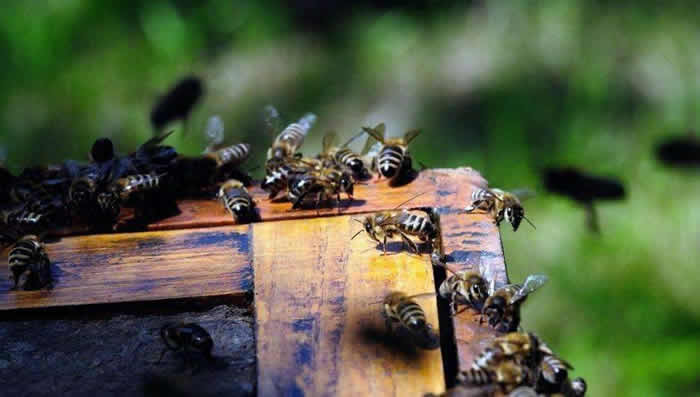 意大利蜜蜂什么時候秋繁？