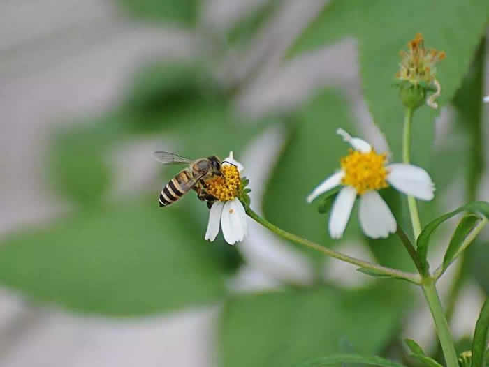 意大利蜜蜂什么時候秋繁？