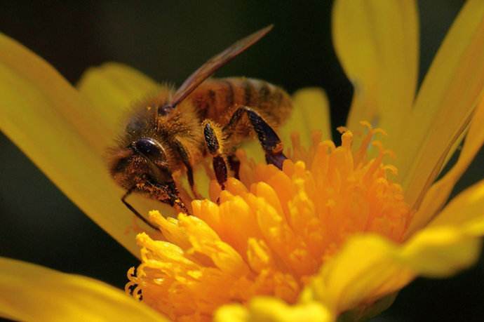 意大利蜜蜂什么時候秋繁？