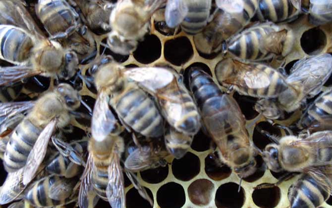 東北黑蜂價格 東北黑蜂價格