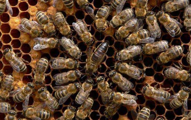 東北黑蜂價格 東北黑蜂價格